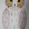 libary owl drawing