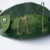 library leaf grasshopper